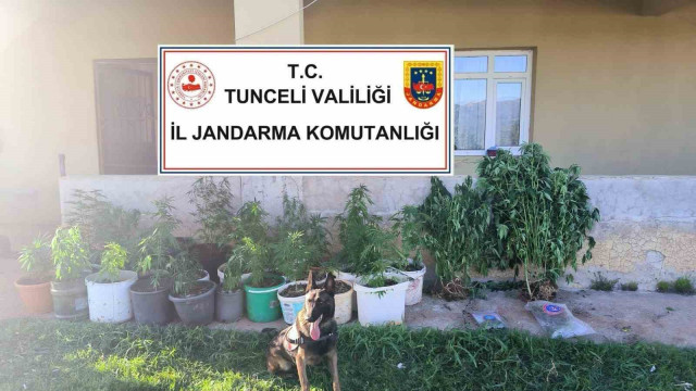 Tunceli’de uyuşturucu operasyonu: 2 tutuklama