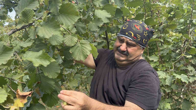 Ünlü oyuncu bahçeye girip fındık topladı