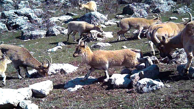 Yaban keçisi sürüsü fotokapanla görüntülendi