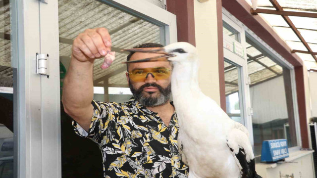 Yolda bulduğu leyleği her gün 1 kilo ciğerle besledi