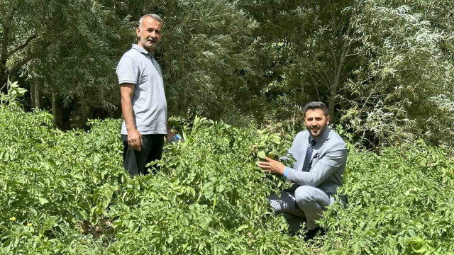 Yüksekova’da patateste iyi verim bekleniyor