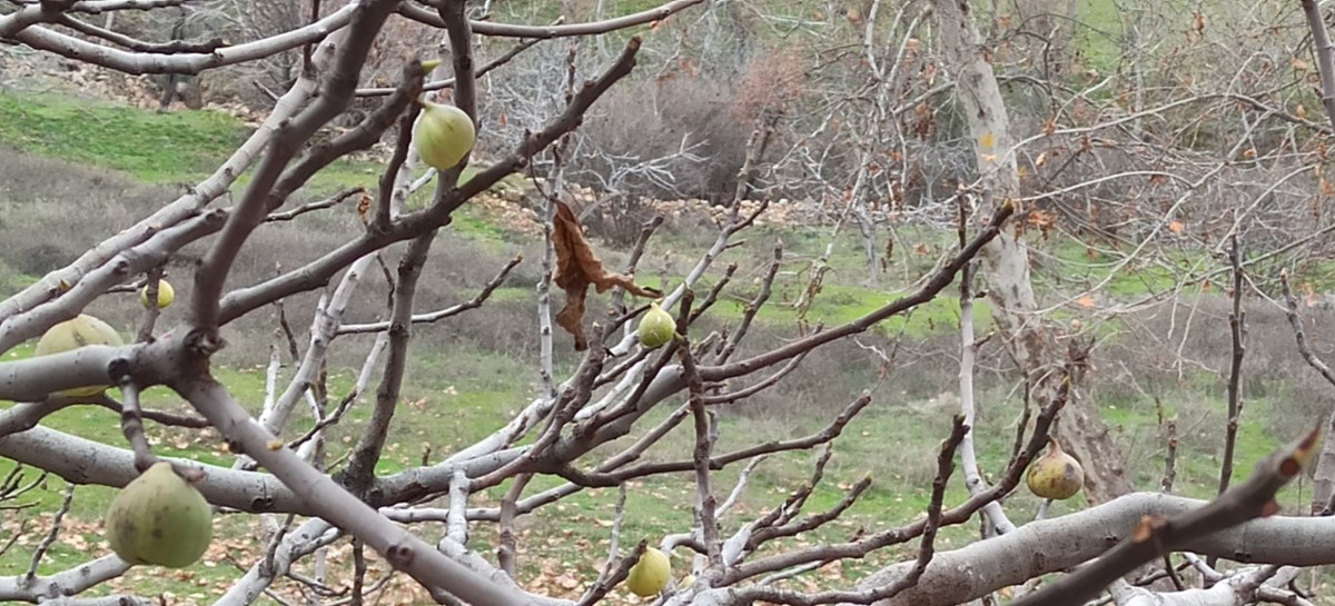 KIŞ AYINDA MEYVE VERDİ, GÖRENLER ŞAŞIRDI