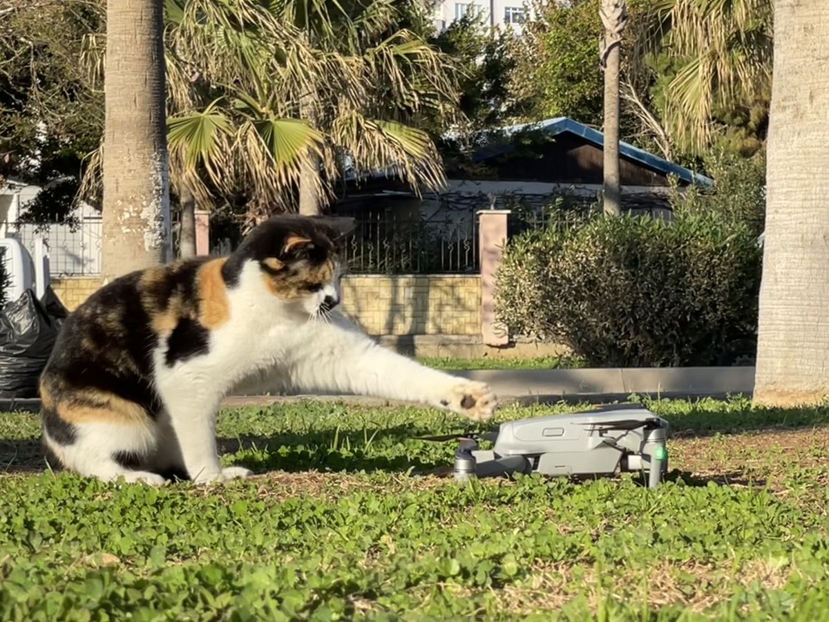 KEDİNİN DRON İLE OYUNU GÜLÜMSETTİ