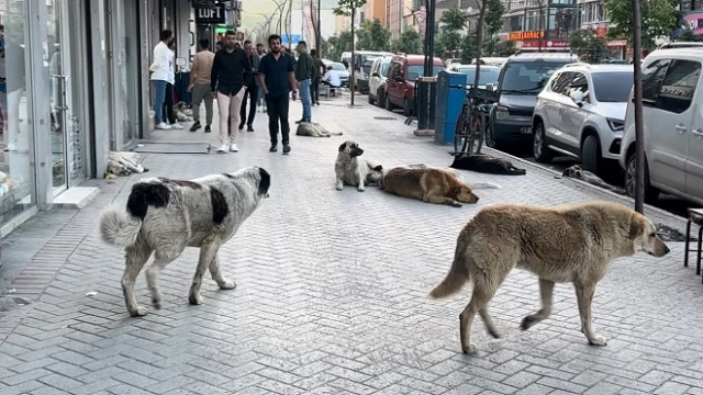 Başıboş köpek saldırısına uğrayan 5 yaşındaki çocuk yaralandı