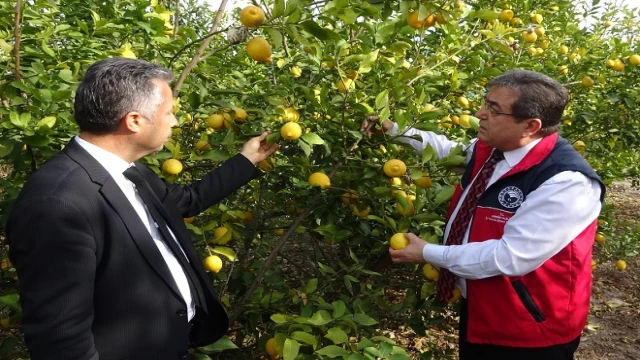 Fiyatı düşen limona talebi artıracak denetimler başladı