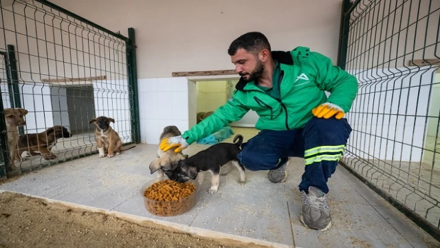 Yemek atıkları mamaya dönüştürülüyor