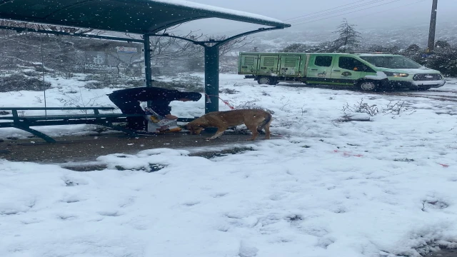 Sokak hayvanları unutulmadı