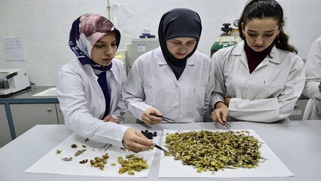 'Kış çayları yarardan çok zarar verebilir'