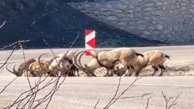  Tuz ihtiyacını karşılamak için karayoluna indiler