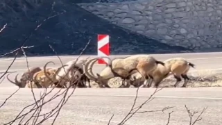  Tuz ihtiyacını karşılamak için karayoluna indiler